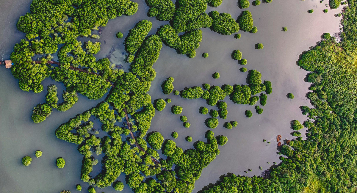 Mangroves Image